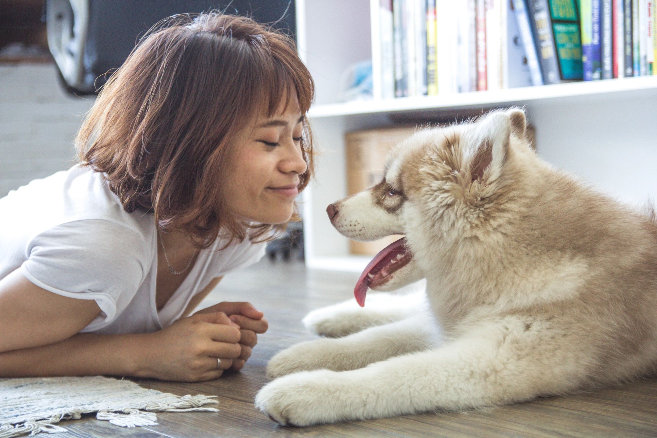 Pet Stain Carpet Cleaning Service